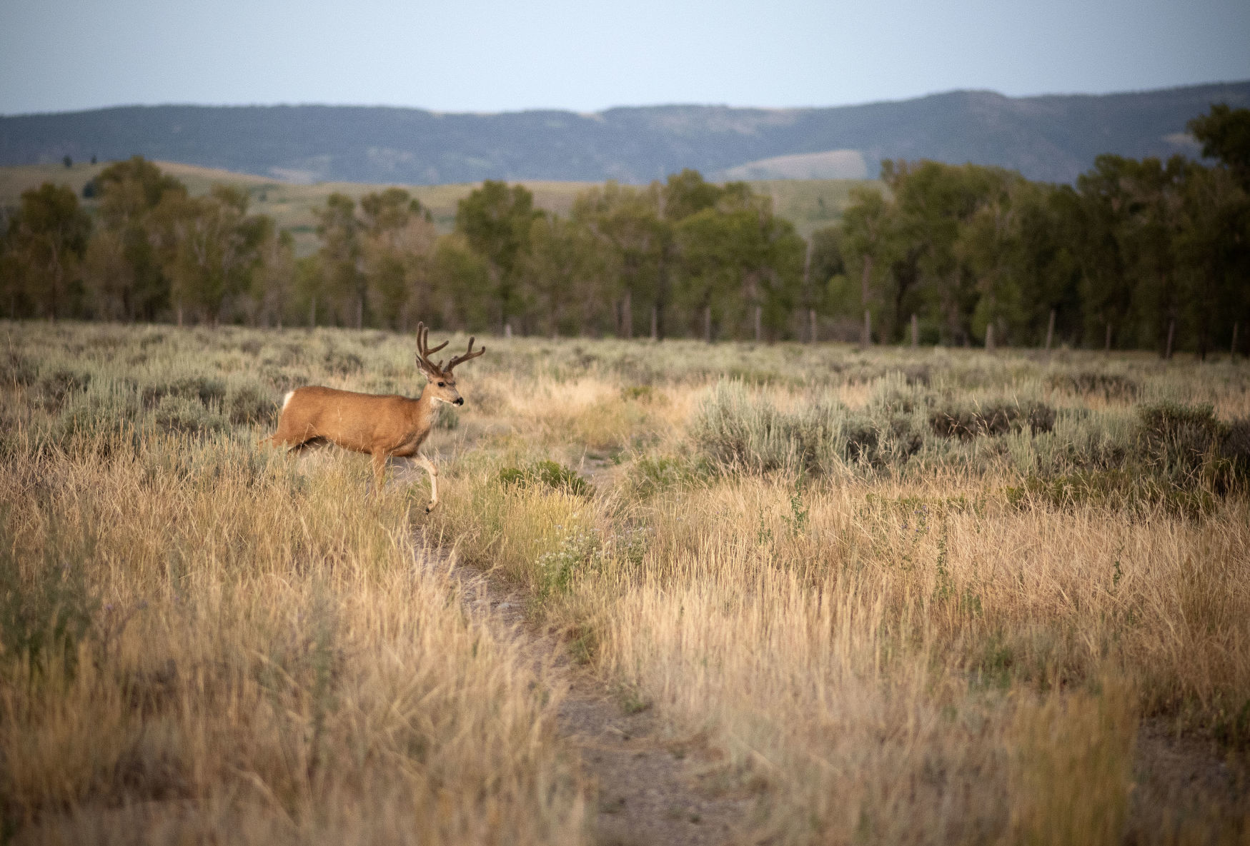 GTNP deer